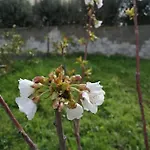 فندق مبيت وإفطار Albero Della Musica *