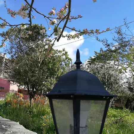 Albero Della Musica