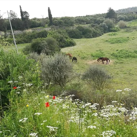 Bed & Breakfast Albero Della Musica *