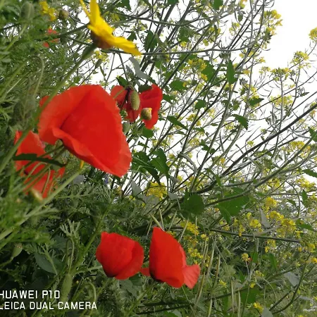 Bed & Breakfast Albero Della Musica