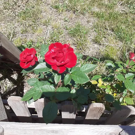 Albero Della Musica Bed & Breakfast Sassari