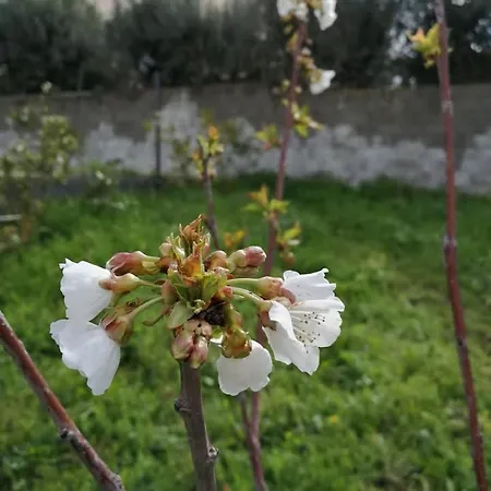 Frühstückspension Albero Della Musica *