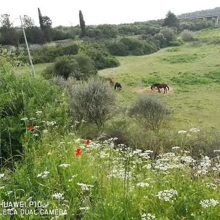 Albero Della Musica Frühstückspension Sassari