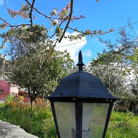 Bed & Breakfast Albero Della Musica