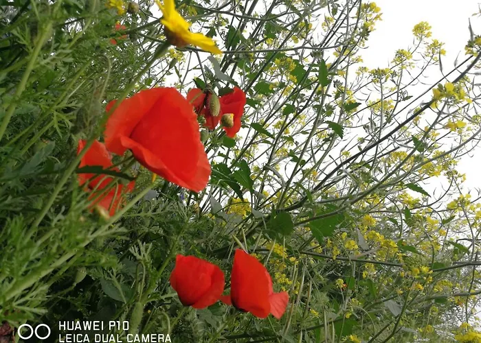 Oda ve Kahvaltı Albero Della Musica