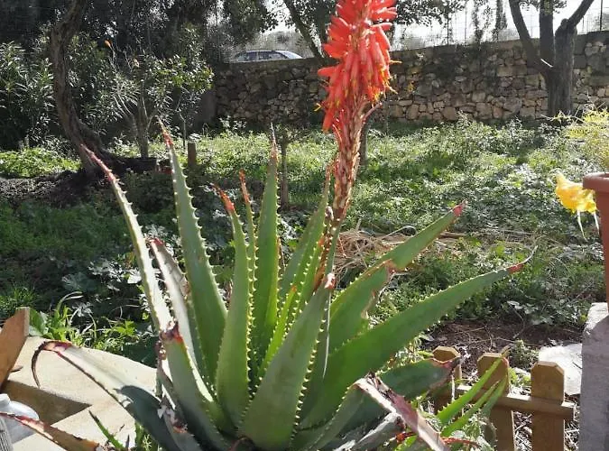Albero Della Musica Oda ve Kahvaltı Sassari