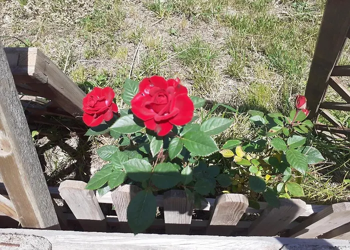 Albero Della Musica Oda ve Kahvaltı Sassari