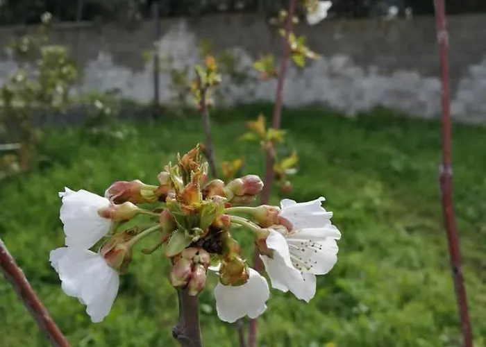 Bed & Breakfast Albero Della Musica *